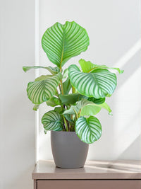 Calathea Orbifolia e il suo vaso