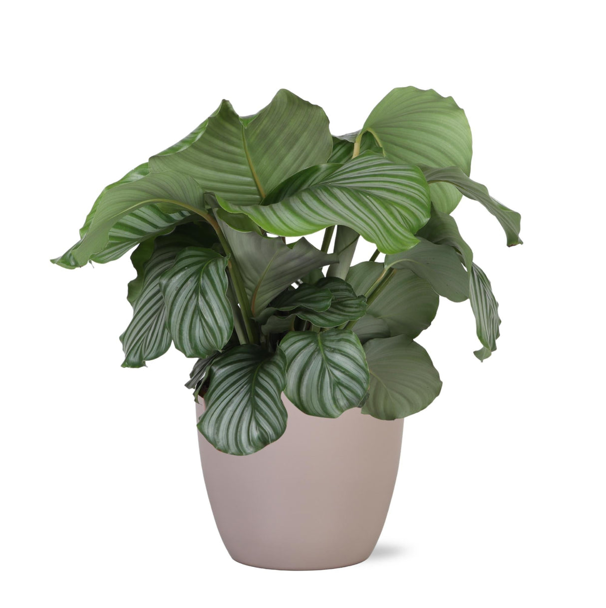 Livraison plante Calathea Orbifolia et son pot