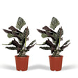 Livraison plante Calathea Ornata - Lot de 2