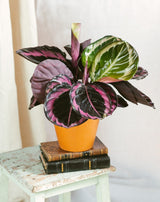 Livraison plante Calathea roseopicta dottie