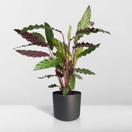 Livraison plante Calathea rufibarba