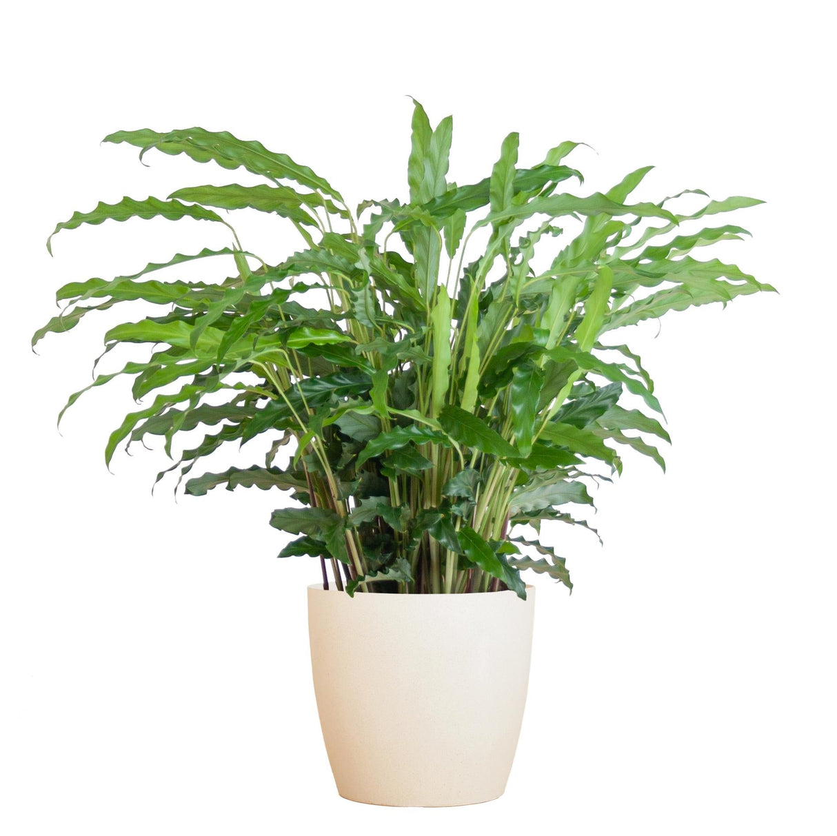 Livraison plante Calathea Rufibarba et son pot