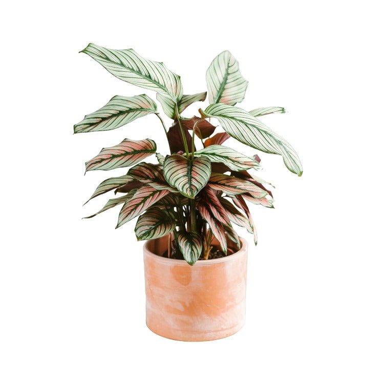 Livraison plante Calathea white star