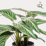 Livraison plante Calathea Zebrina plante artificielle - h38cm, Ø15cm