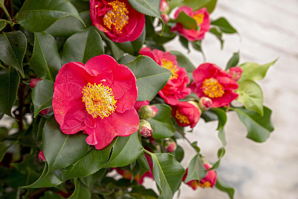 Livraison plante Camellia japonica 'Dr. King' - ↨90cm - Ø29cm
