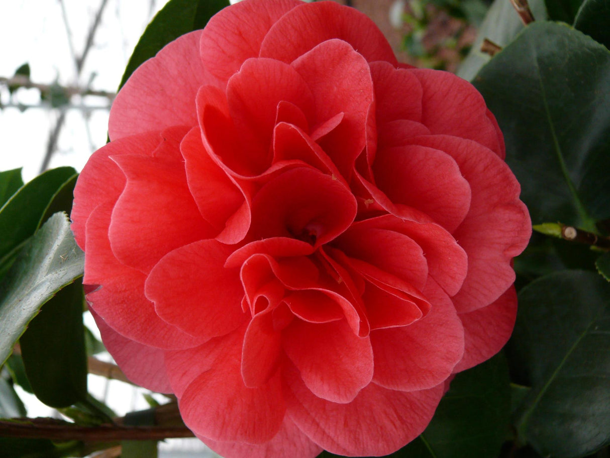 Livraison plante Camellia japonica. 'Lady Campbell' - ↨55cm - Ø26cm