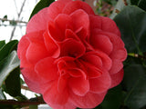 Livraison plante Camellia japonica. 'Lady Campbell' - ↨55cm - Ø26cm