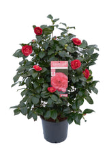 Livraison plante Camellia japonica. 'Lady Campbell' - ↨55cm - Ø26cm