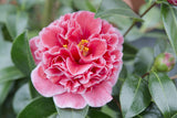 Livraison plante Camellia japonica. 'Volunteer'® - ↨20cm - Ø13cm - plante d'extérieur fleurie