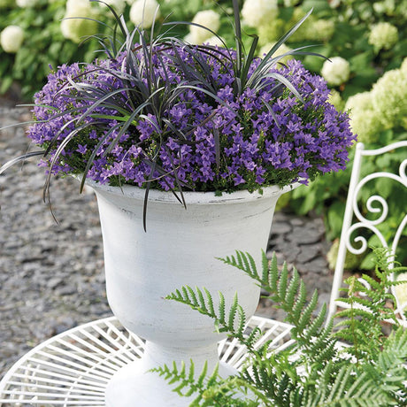 Livraison plante Campanula Addenda - 12 Plantes Jardin Violettes Hivernales