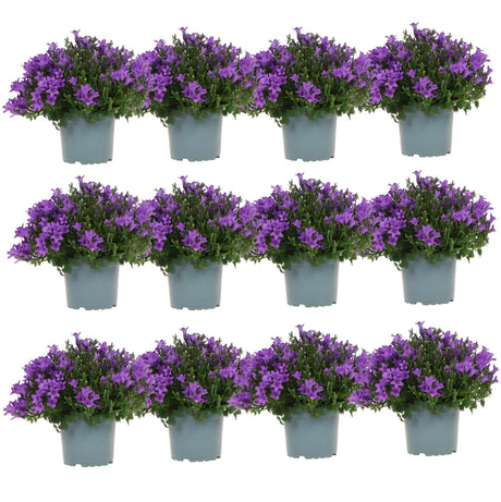 Livraison plante Campanula Addenda - 12 Plantes Jardin Violettes Hivernales