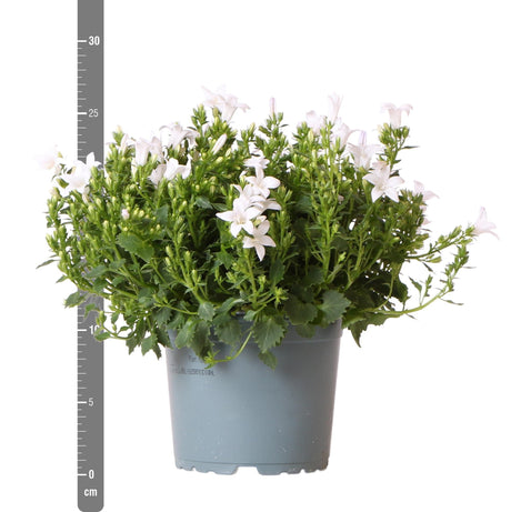 Livraison plante Campanula Addenda Ambella blanc - 6 pièces - jardin hiver