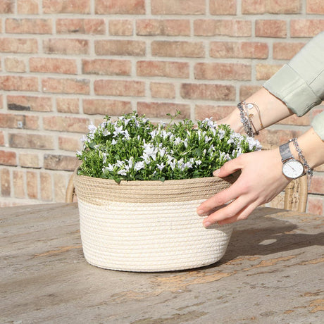 Livraison plante Campanula Addenda Ambella blanche en panier tissé avec réservoir