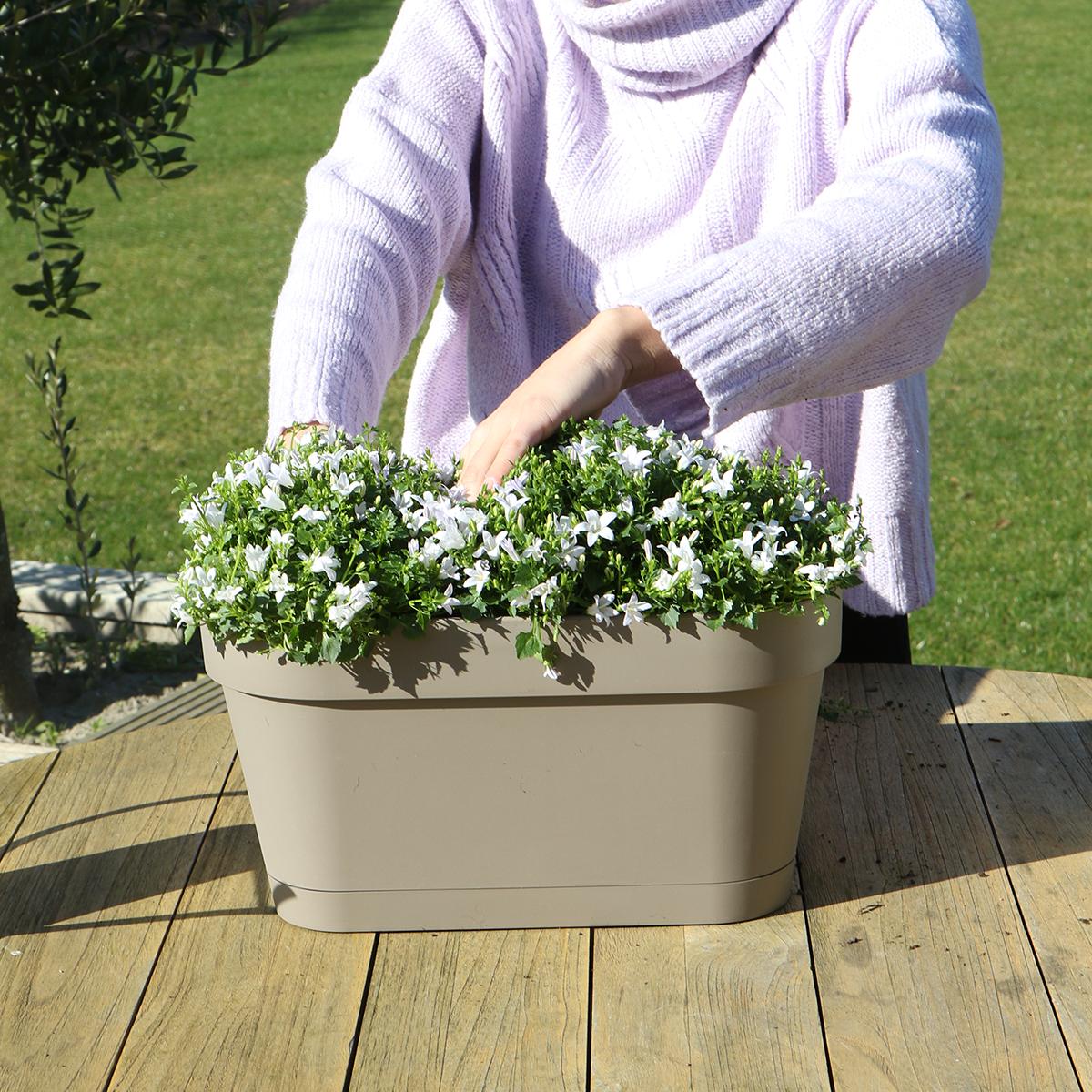 Livraison plante Campanula Addenda blanche - Balkonbak taupe - 3 pots inclus