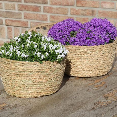 Livraison plante Campanula Addenda violette en panier d'osier avec réservoir d'eau