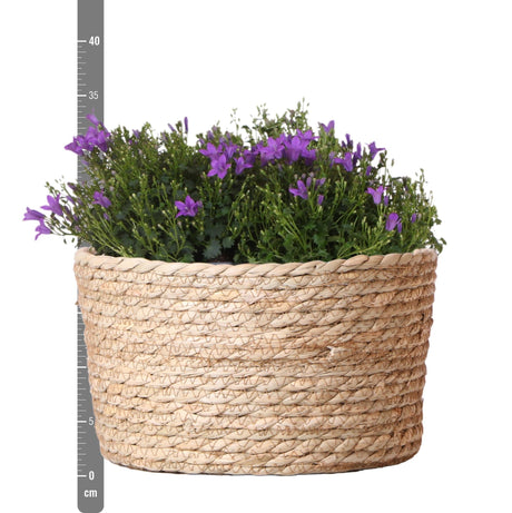 Livraison plante Campanula Addenda violette en panier d'osier avec réservoir d'eau