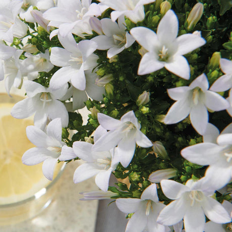 Livraison plante Campanula blanche en panier de roseaux avec système d'arrosage