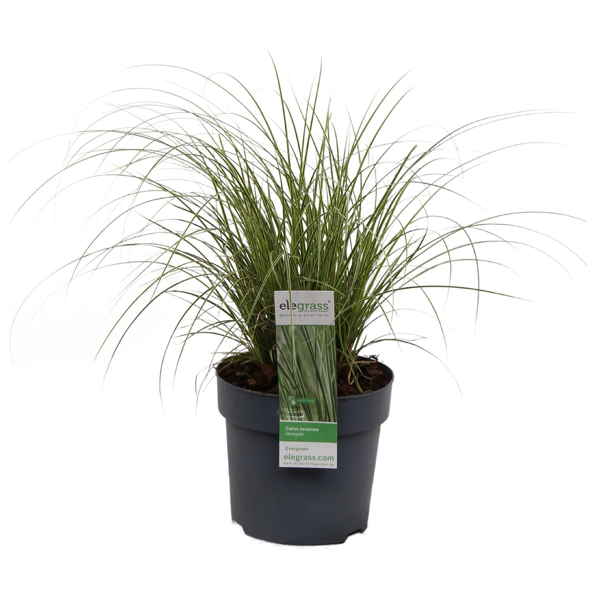 Livraison plante Carex Bruniena 'Variegata' - ↨30cm - Ø14 - graminées - plante d'extérieur