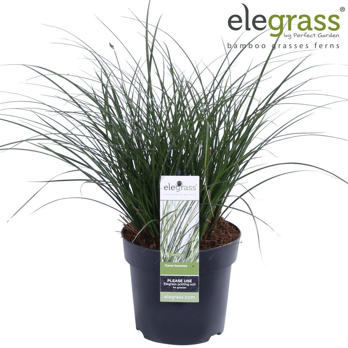 Livraison plante Carex Bruniena 'Variegata' - ↨30cm - Ø14 - graminées - plante d'extérieur