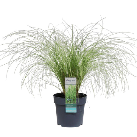 Livraison plante Carex Comans 'Frosted Curls' - ↨30cm - Ø14 - graminée - plante d'extérieur