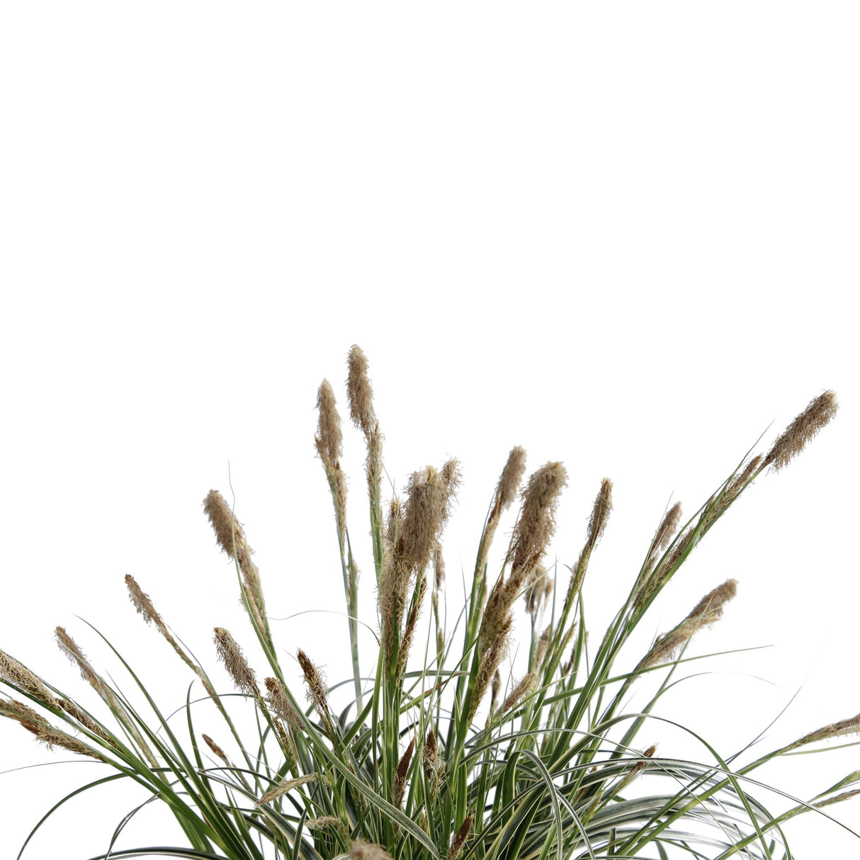 Livraison plante Carex 'Feather Falls'