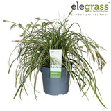 Livraison plante Carex 'Feather Falls'