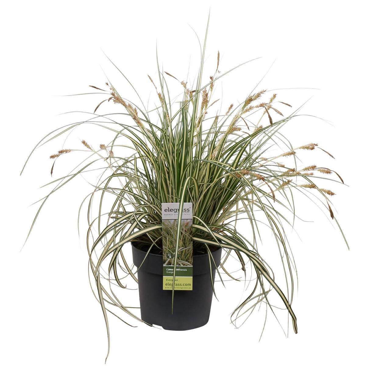 Livraison plante Carex hachijoensis 'Evergold'