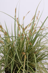 Livraison plante Carex hachijoensis 'Evergold' - Lot de 3