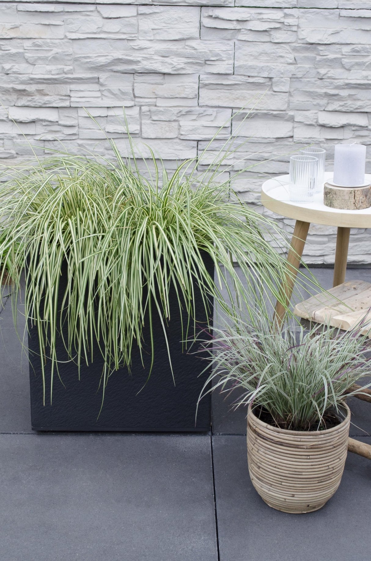 Livraison plante Carex hachijoensis 'Evergold' - Lot de 3