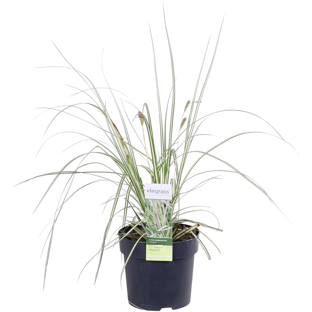 Livraison plante Carex hachijoensis 'Evergold' - Lot de 3