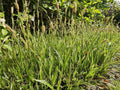 Carice del Giappone (Carex Morrowii) 'Aureovariegata'