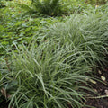 Carice del Giappone (Carex morrowii) 'Ice Dance'