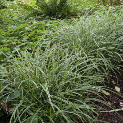 Carice del Giappone (Carex morrowii) 'Ice Dance'