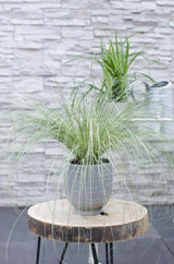 Livraison plante Carex, lot de 5 plantes - h30cm, Ø14cm - plantes d'extérieur