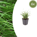 Carice del Giappone (Carex morrowii) 'Carex Morrowii'