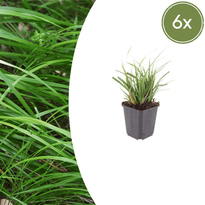 Carice del Giappone (Carex morrowii) 'Carex Morrowii'