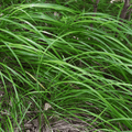 Carice del Giappone (Carex morrowii) 'Carex Morrowii'
