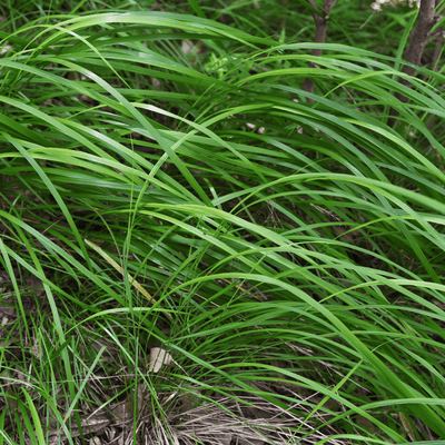 Carice del Giappone (Carex morrowii) 'Carex Morrowii'