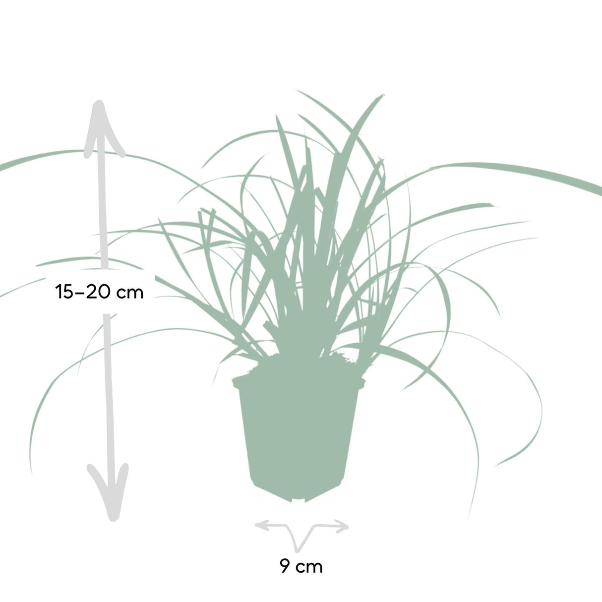 Livraison plante Carex morrowii 'Ice Dance' - Lot de 6