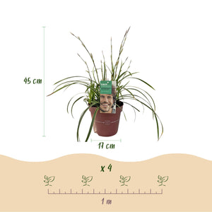 Livraison plante Carex morrowii Ice Dance – Pot 17 cm – Hauteur 50 cm