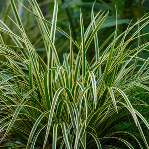 Livraison plante Carex morrowii Ice Dance – Pot 17 cm – Hauteur 50 cm