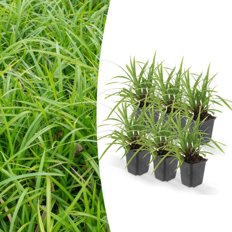 Livraison plante Carex morrowii 'Irish Green' - Lot de 6