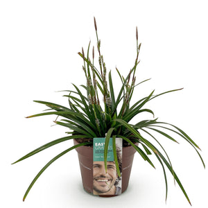 Livraison plante Carex morrowii Irish Green – Pot 17 cm – Hauteur 50 cm