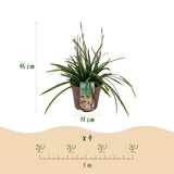 Livraison plante Carex morrowii Irish Green – Pot 17 cm – Hauteur 50 cm