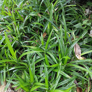 Livraison plante Carex morrowii Irish Green – Pot 17 cm – Hauteur 50 cm