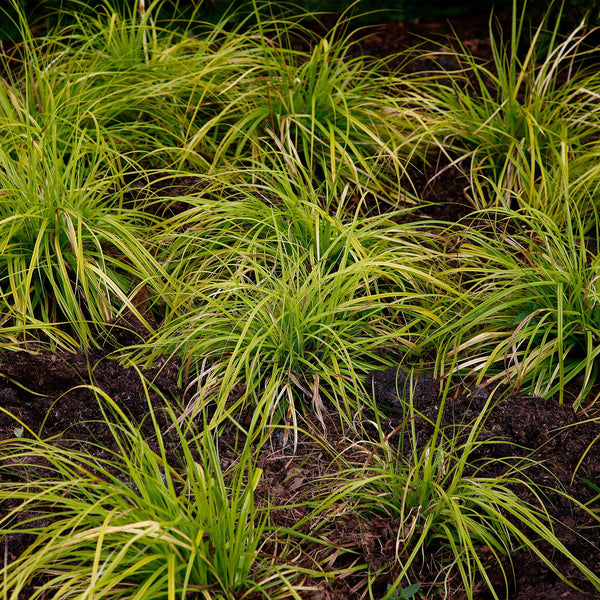 Livraison plante Carex oshimensis Everillo – Pot 17 cm – Hauteur 50 cm