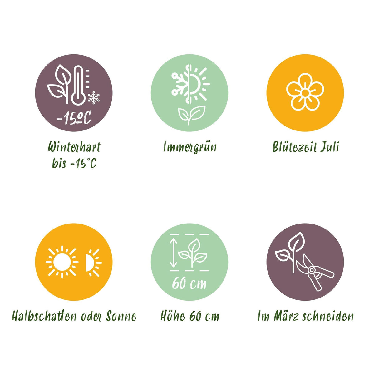 Livraison plante Carex oshimensis Intense Green – Pot 17 cm – Hauteur 50 cm