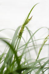 Livraison plante Carex 'Ribbon Falls' - ↨60cm - Ø23 - plante vivace