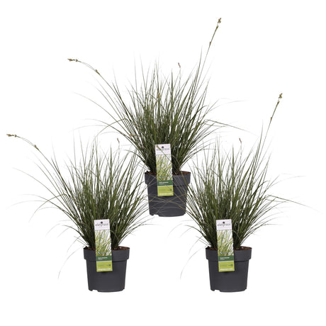 Livraison plante Carex Variegata laîche lot de 3 - ↨30cm - Ø14 - plante vivace extérieur