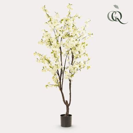 Livraison plante Cerisier artificiel blanc